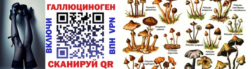 где купить   Урюпинск  Псилоцибиновые грибы MAGIC MUSHROOMS 