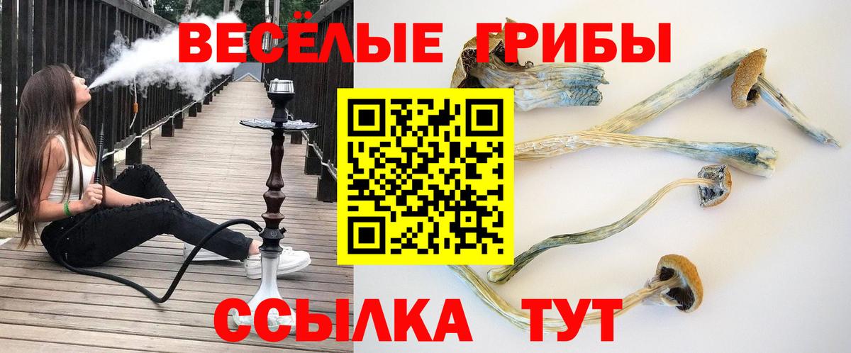 Псилоцибиновые грибы мицелий Урюпинск